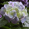 Hydrengea Picture