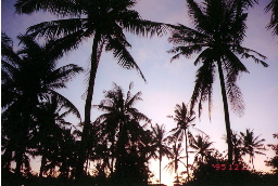 �ʐ^�F�o�����̃p�[���c���[