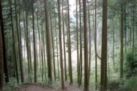 �^�_���̎ʐ^