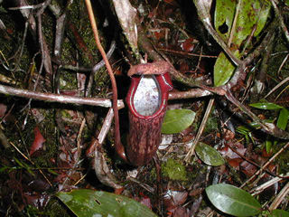 �Ƃ͂�����������B�����E�c�{�J�d��